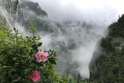 Valley Of Flowers & Hemkund Sahib